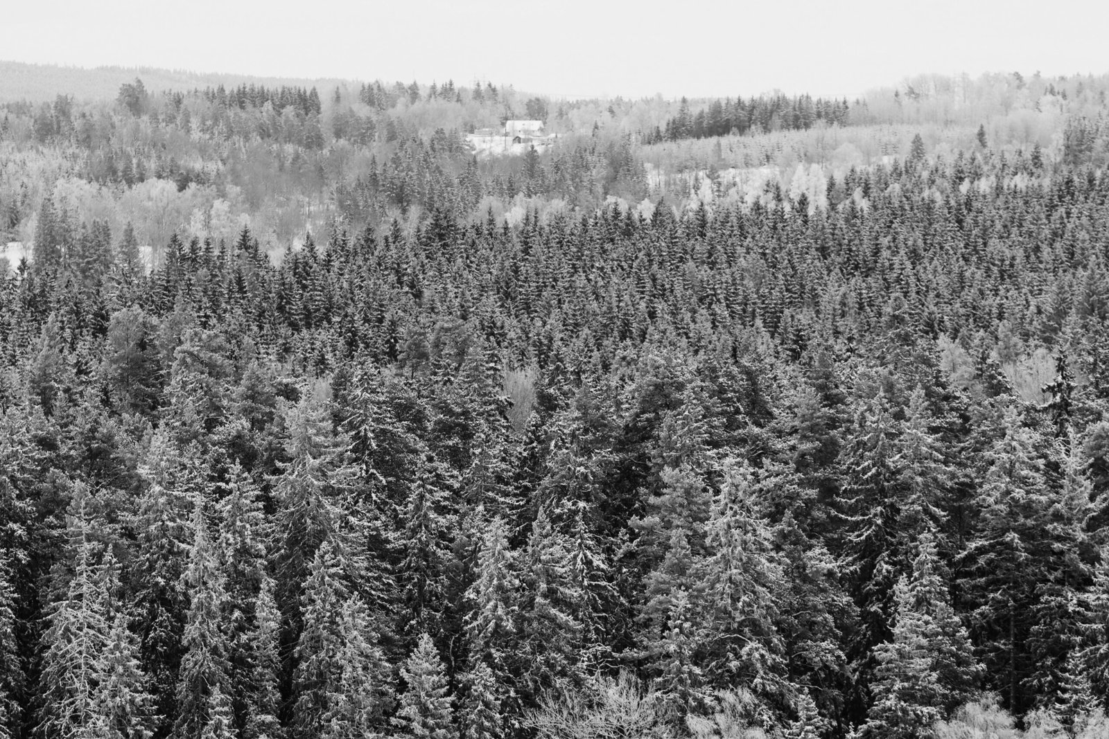 Snow-covered coniferous forest in Jönköping, Sweden, captured in black and white.